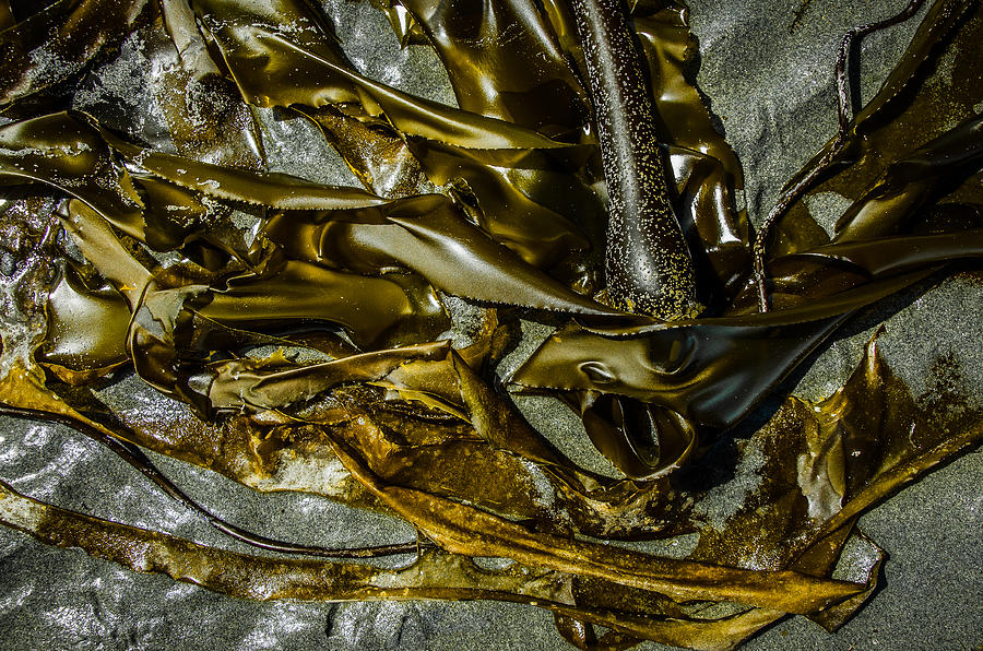 Dramatically Close Bronzed Bull Kelp  Photograph by Roxy Hurtubise