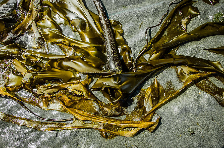 Dramatic Bronzed Bull Kelp Photograph by Roxy Hurtubise