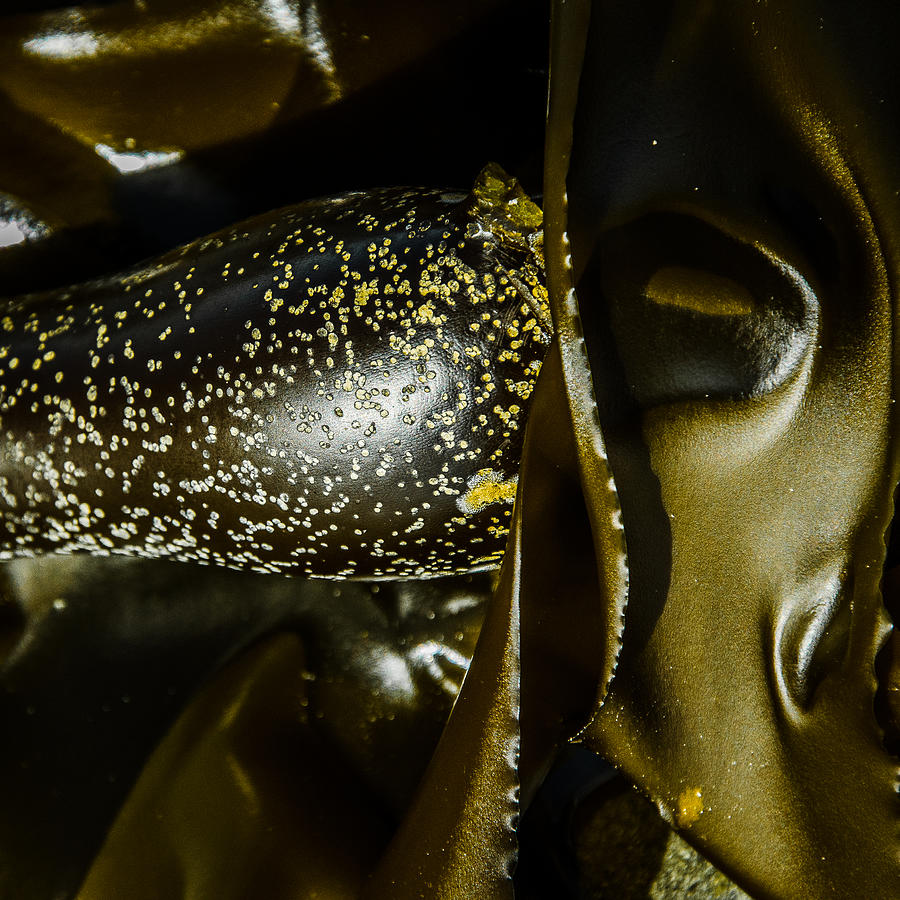 Bronzed Bull Kelp  Photograph by Roxy Hurtubise