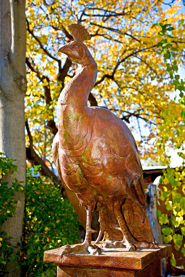 Bronzed Peacock in Autumn Photograph by Robert Meyers-Lussier