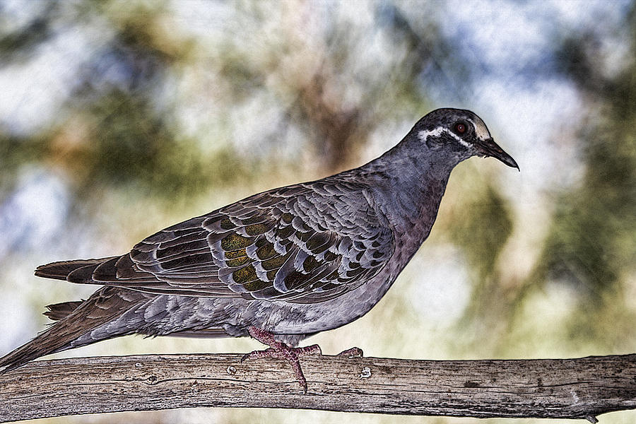 Bronzewing Pigeon Photograph by Douglas Barnard