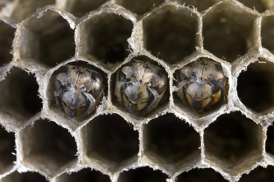 Brood cells in a nest of the German wasp Photograph by Science Photo ...