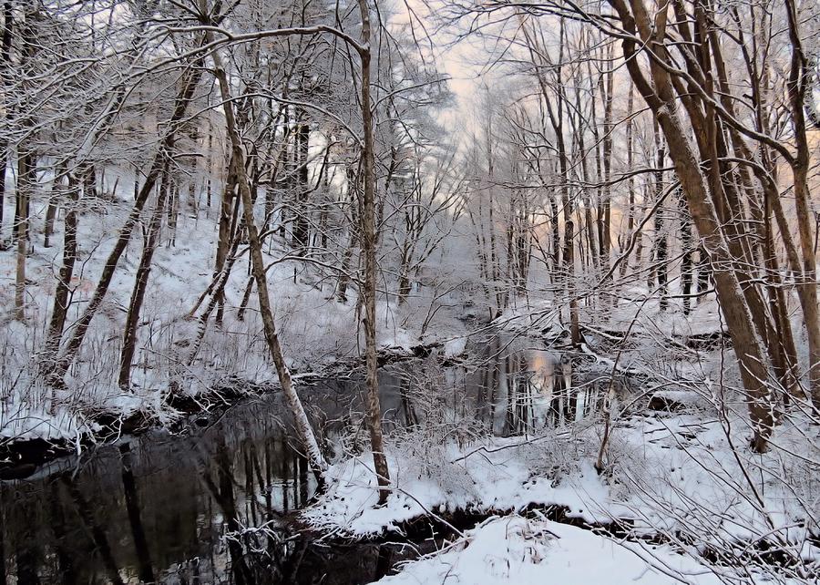 Brook in Winter Photograph by Janice Drew