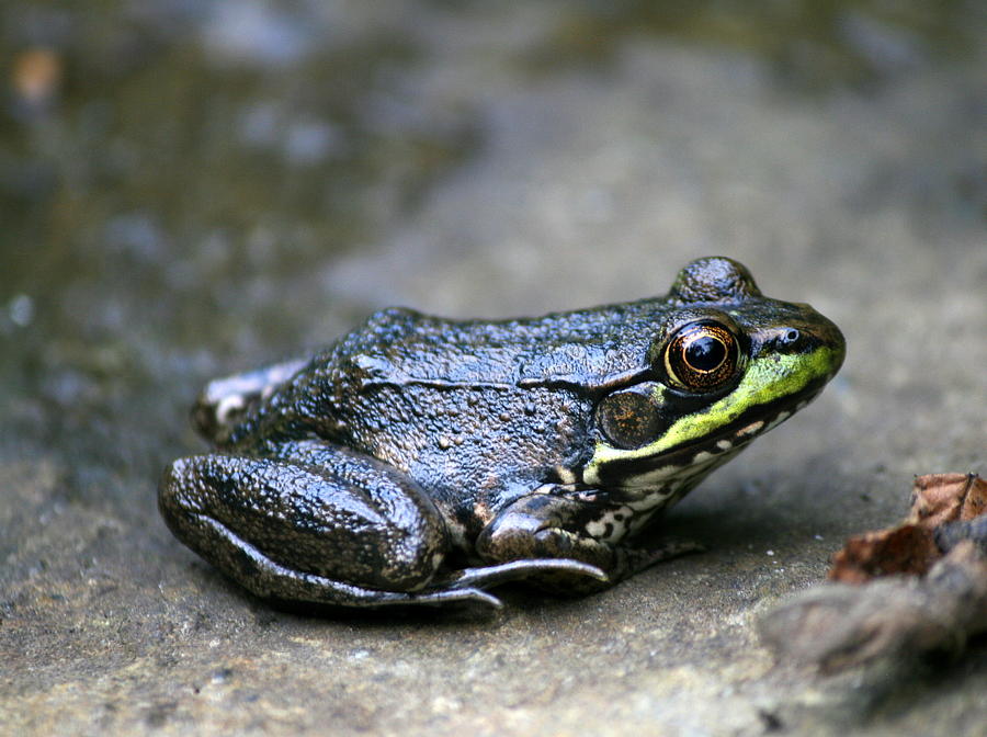 Frog Photograph - Brook Rock Rest by Neal Eslinger