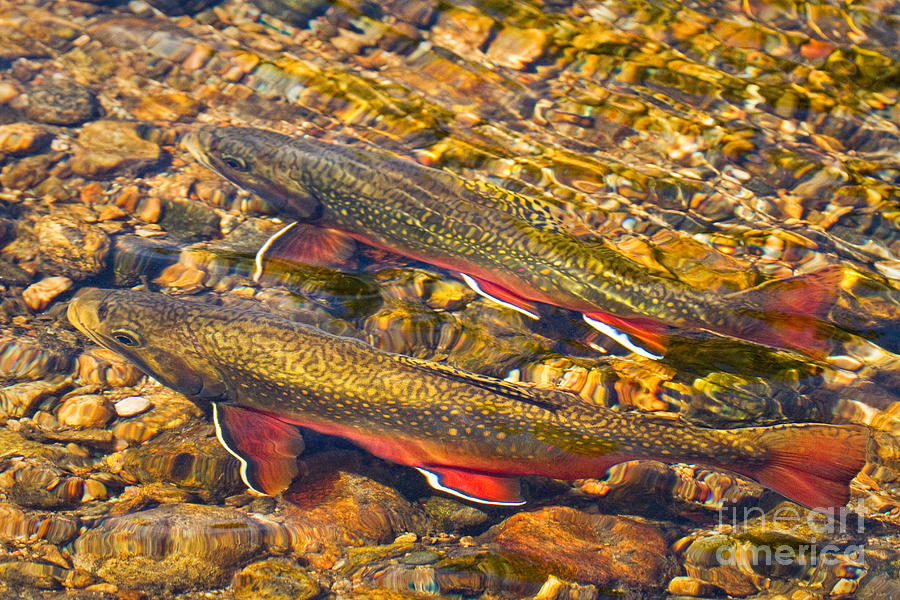 Brook Trout Photograph by Alice Cahill