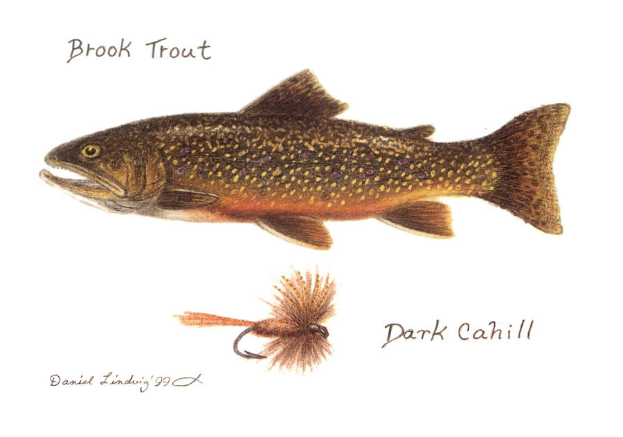 Fish Drawing - Brook Trout and Dark Cahill Fly by Daniel Lindvig