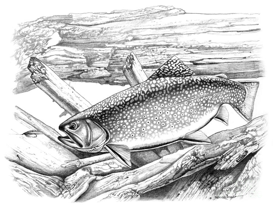 Brook Trout and Fly Painting by JQ Licensing