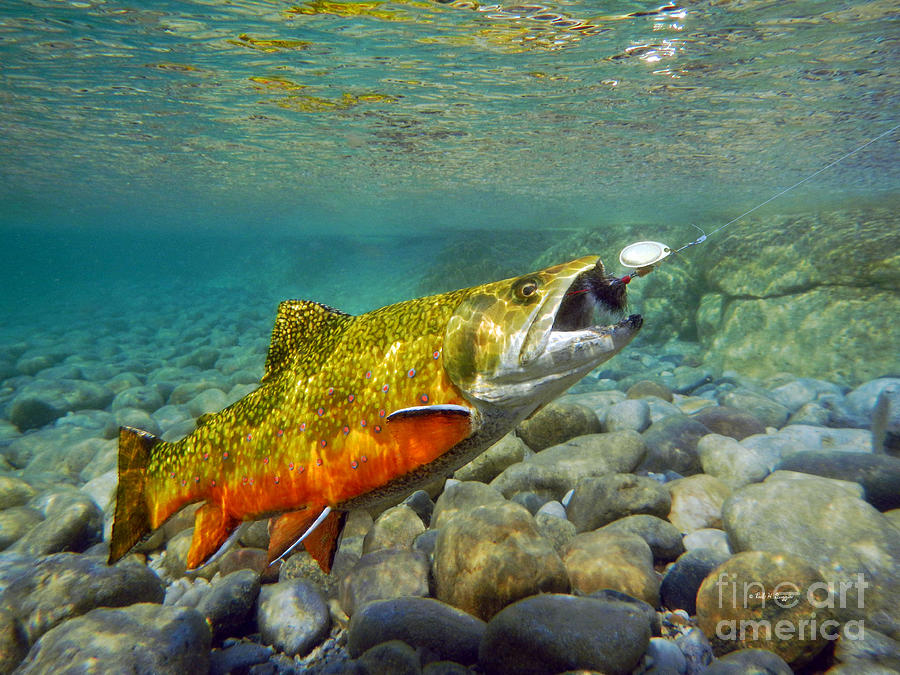 fishing planet rocky lake golden trout spinner fishing planet rocky lake golden trout spinner