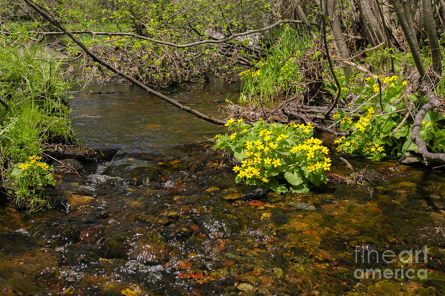 Brook trout country Photograph by Dan Hefle