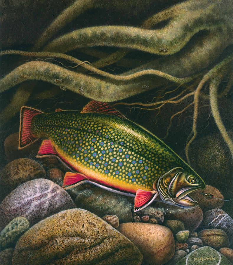 Fish Painting - Brook Trout Lair by JQ Licensing