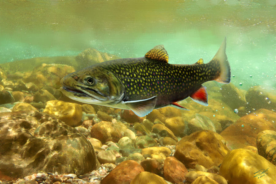 Fish Painting - Brook Trout by M Spadecaller