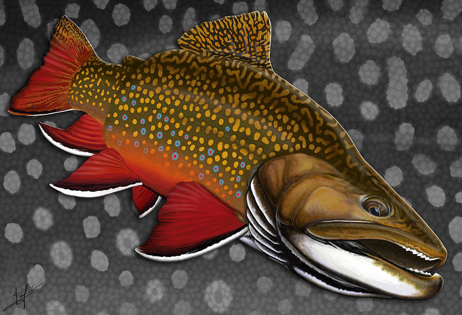 Trout Digital Art - Brook Trout  by Nick Laferriere