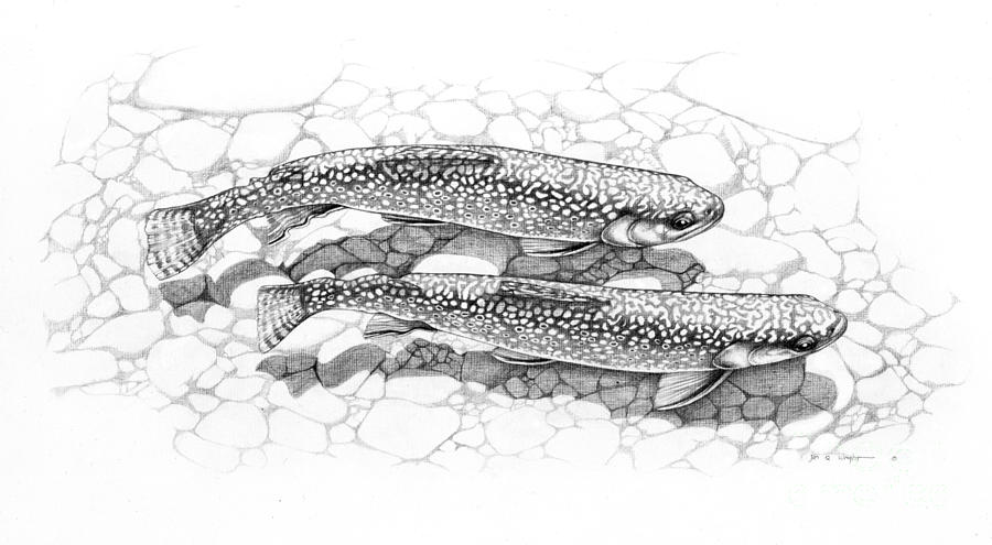 Brook Trout Pencil Study Painting by JQ Licensing