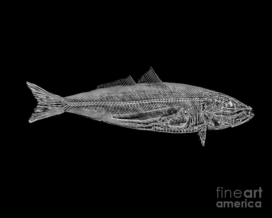 Brook Trout X-ray Photograph by Bert Myers