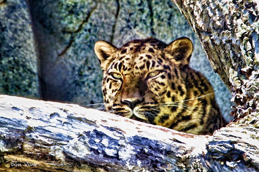 Brookfield Leopard Photograph by Don Vine