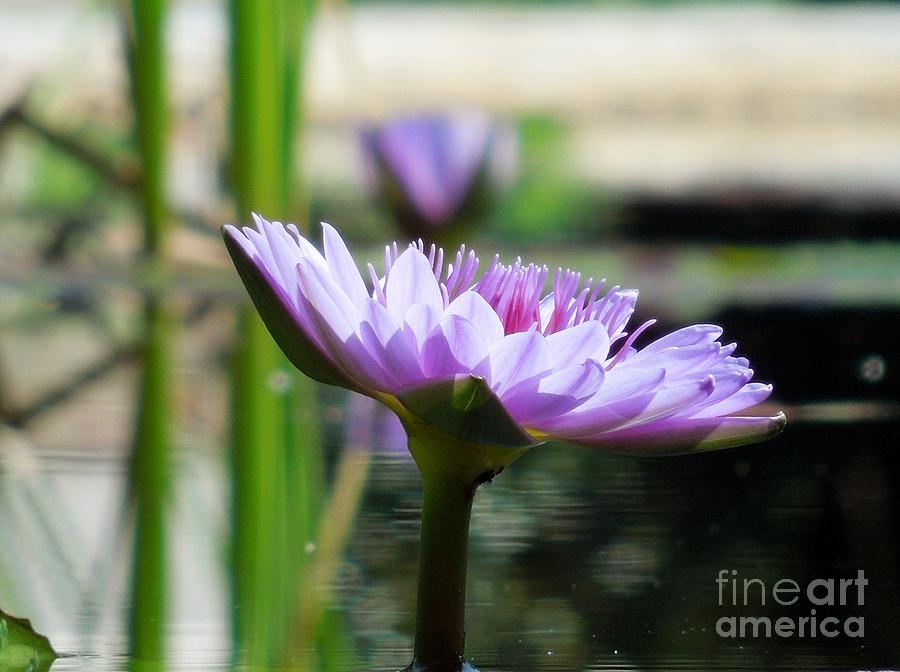 Brookgreen Garden Water Lily Photograph by Chad and Stacey Hall