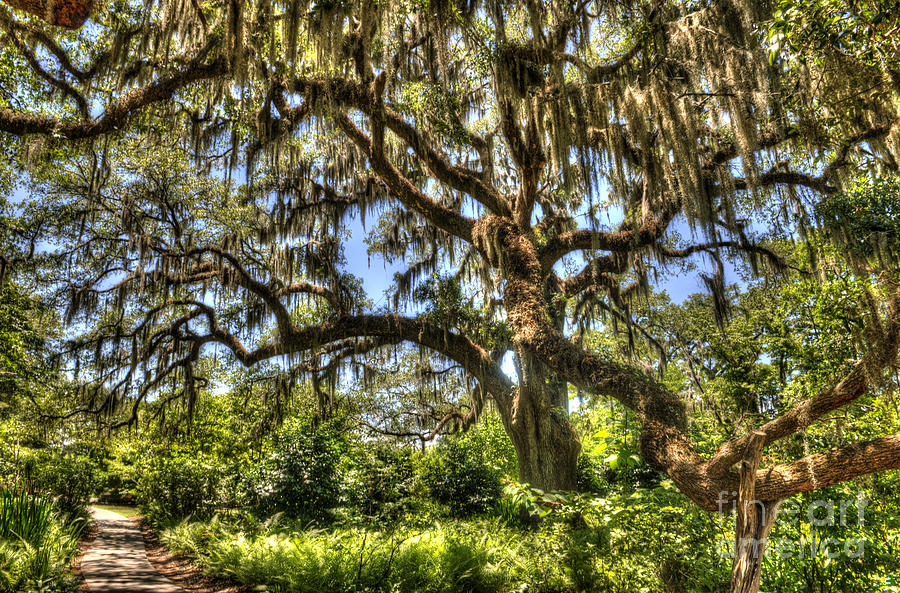 Brookgreen Gardens Photograph by Dale Powell