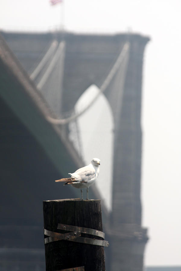 Brooklyn Bridge Model Photoshoot Photograph by Vadim Levin