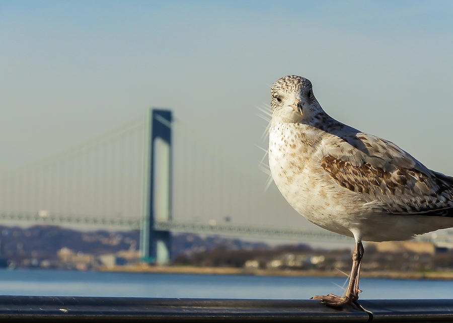 Seagull Photograph - Brooklyn Seagull by Jon Woodhams