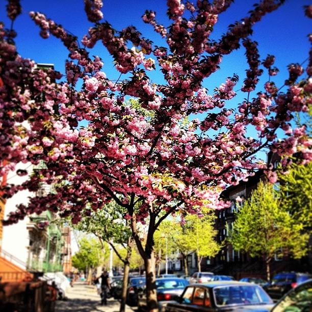 Spring Photograph - Brooklyn Spring by Mini Montoya
