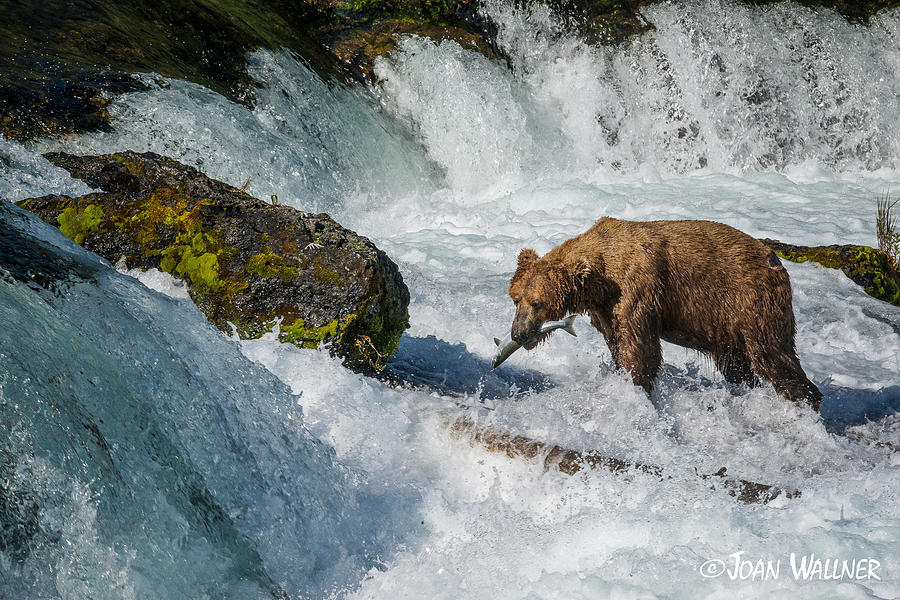 Brooks Falls Grizzly Photograph by Joan Wallner
