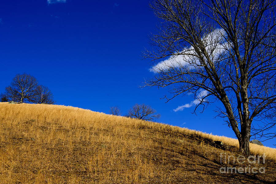 Tree Photograph - Broomsedge on Hill by Thomas R Fletcher