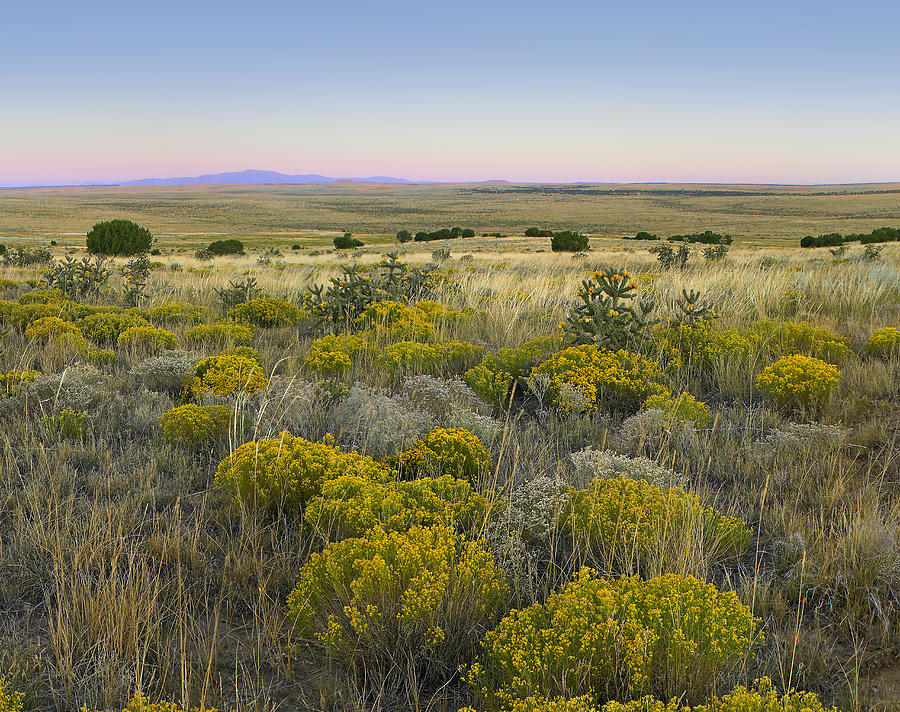 Broomweed Growing On Prairie Photograph by Tim Fitzharris
