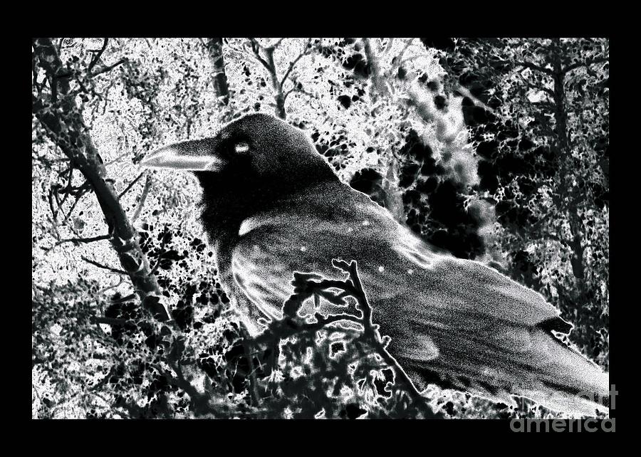 Raven Photograph - Brother Raven by Susanne Still