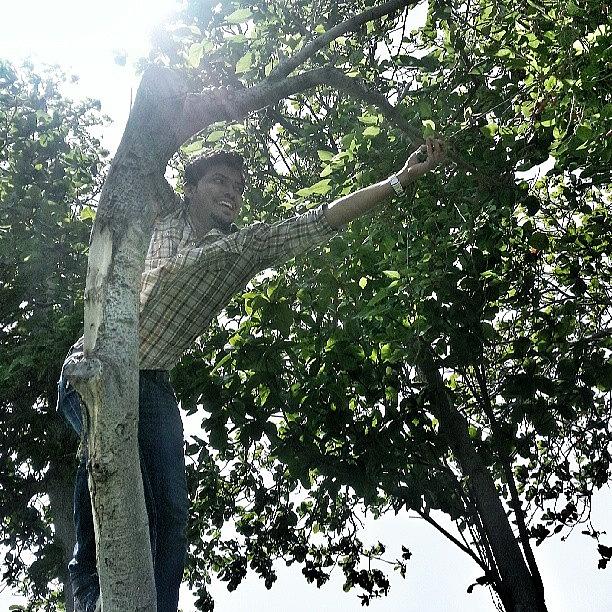 Tree Photograph - Brother Razik Picking The Fruits From by Jaffer Shadiq