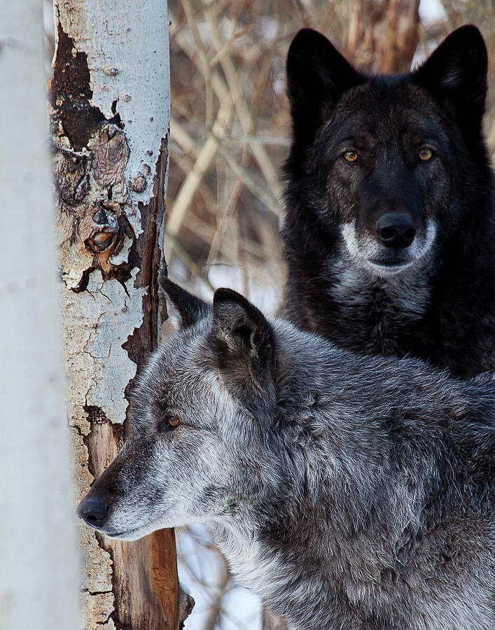 Brother Wolf Photograph by Jim Garrison