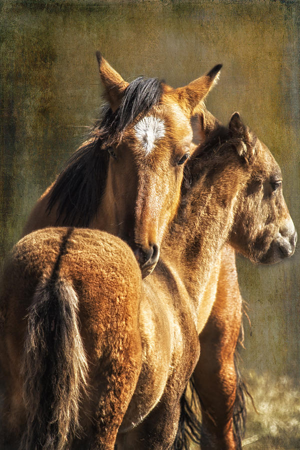 Brotherly Love - Pryor Mustangs Photograph by Belinda Greb