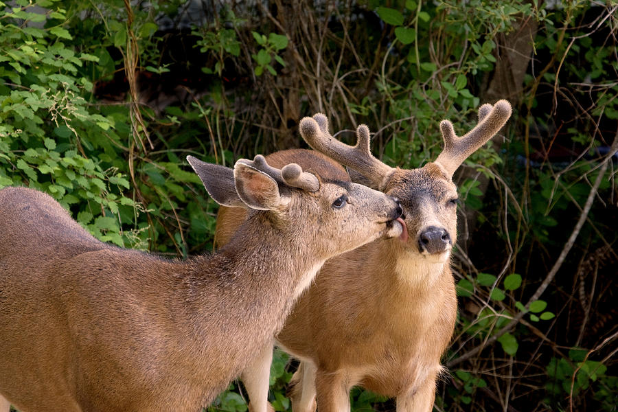 Brotherly Love Deer Bucks Photograph by Peggy Collins