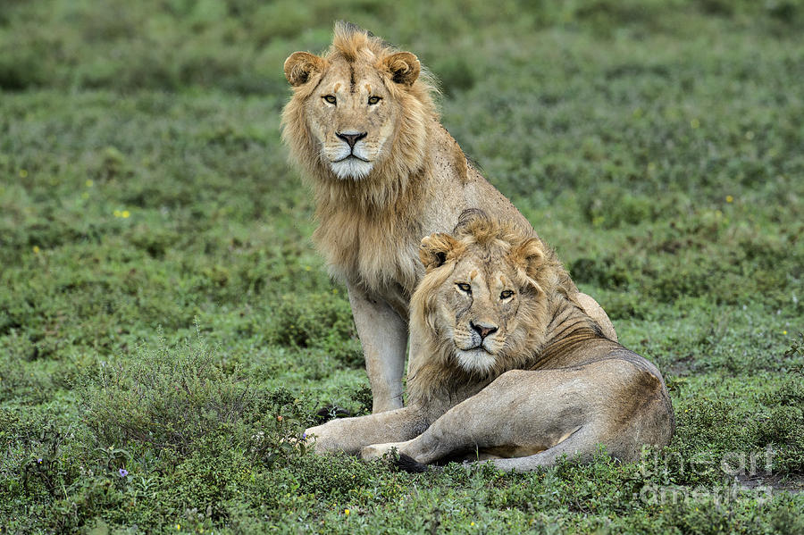 Brotherly Love Photograph by Sandra Bronstein