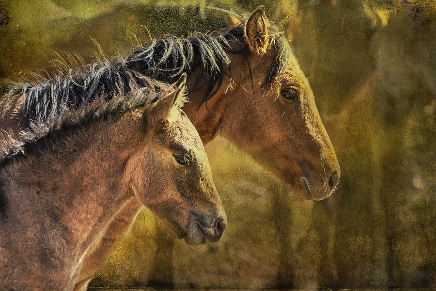 Brothers Photograph by Belinda Greb
