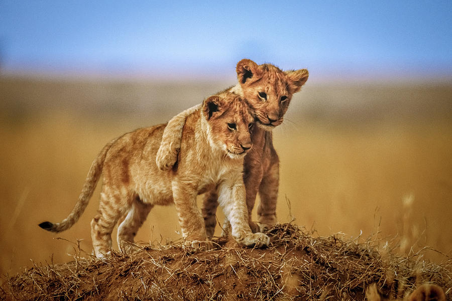 Nature Photograph - Brothers For Life by Jeffrey C. Sink