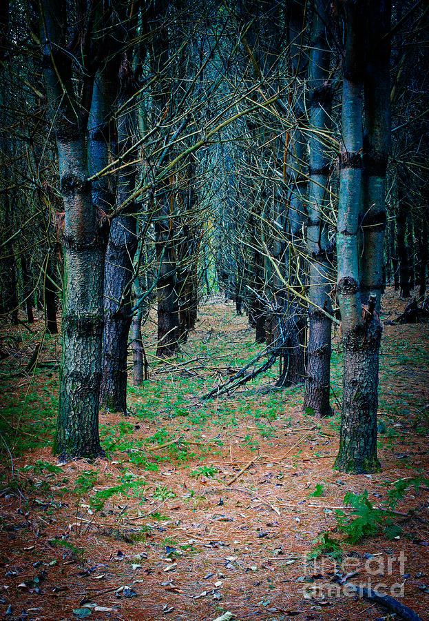 Brothers Grimm Forest Photograph by Edward Fielding