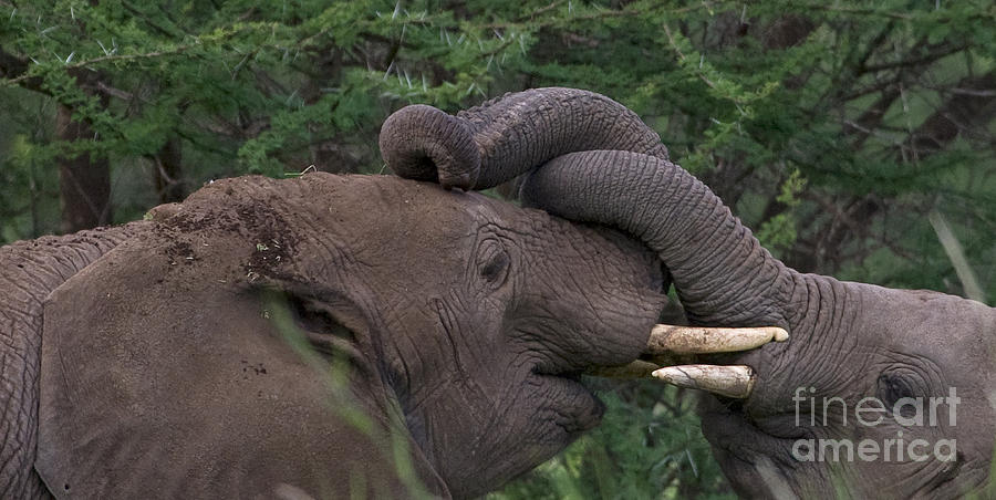 Elephant Photograph - Brothers Hugging by J L Woody Wooden