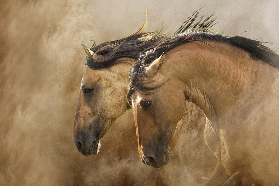 Horse Photograph - Brothers of the Wind by Ron  McGinnis