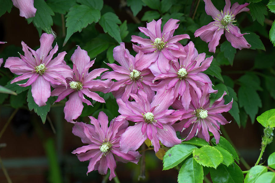 Broughton Star Clematis Photograph by Nigel Cattlin