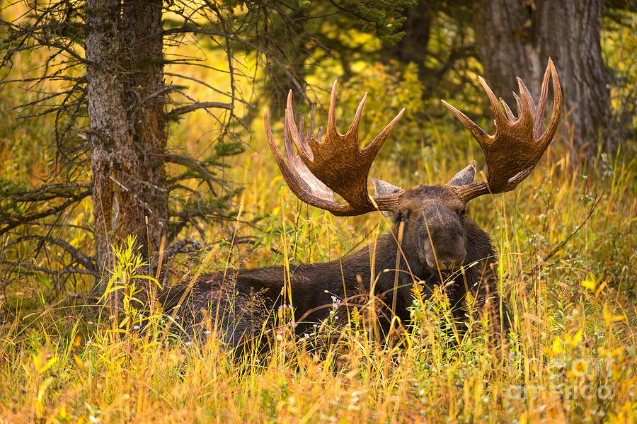 Brow Tines Photograph by Aaron Whittemore