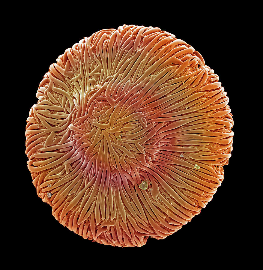 Browallia Pollen Grain Photograph by Natural History Museum, London/science Photo Library