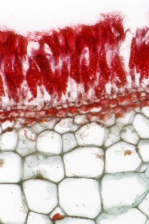 Brown Algae, Laminaria Sp., Lm Photograph by Science Stock Photography Pixels