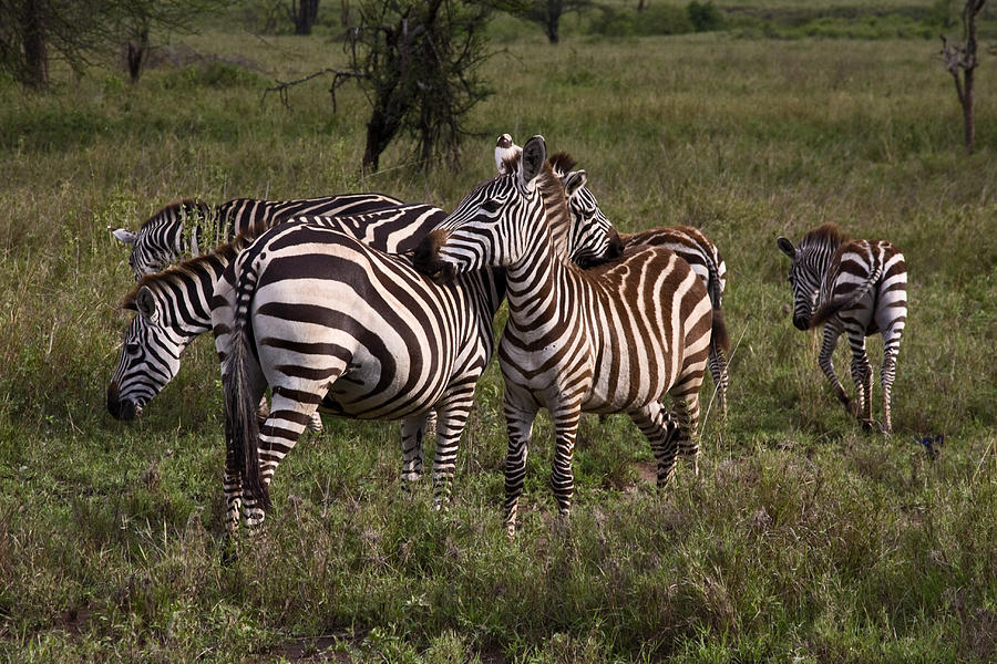 Brown and Black Stripe Zebras Photograph by Sally Weigand - Fine Art ...