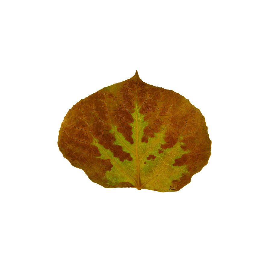 Brown and Green Aspen Leaf 1 Digital Art by Agustin Goba