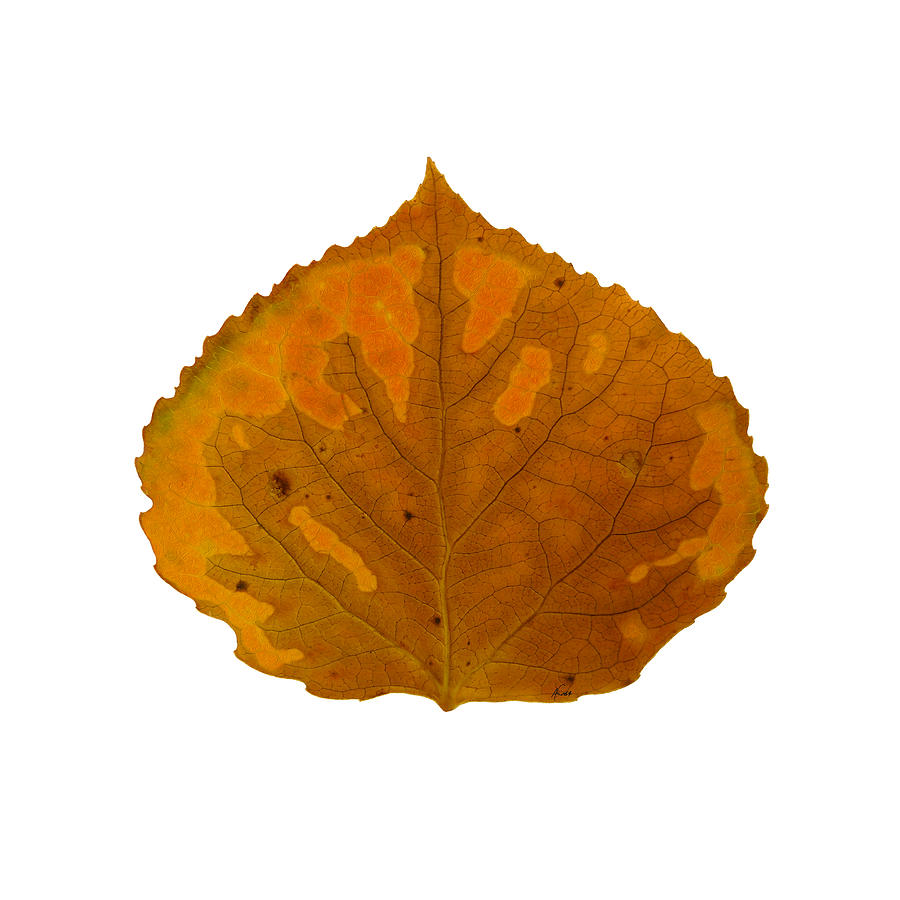 Brown and Orange Aspen Leaf 1 Digital Art by Agustin Goba