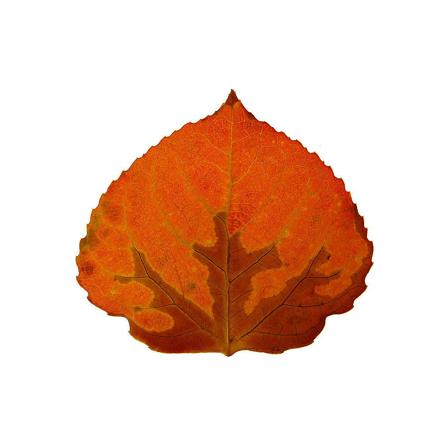 Brown and Orange Aspen Leaf 3 Digital Art by Agustin Goba