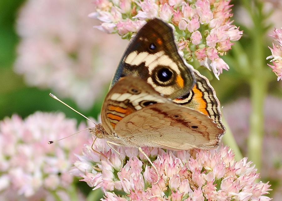 Brown and Pink - Butterfly Photograph by Kim Bemis