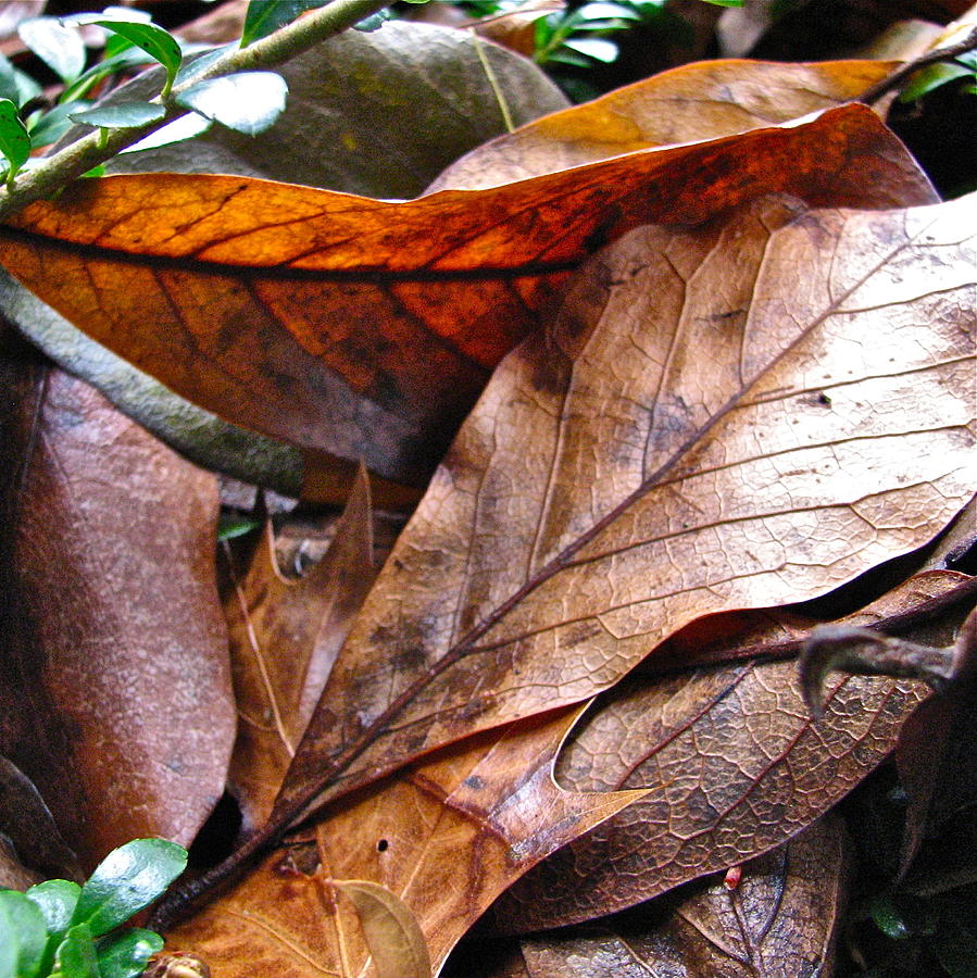 Fall Photograph - Brown and Red 6960 SQ by Sandy Tolman
