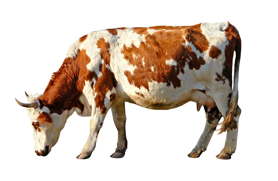 Brown and White Cow Photograph by Narvikk