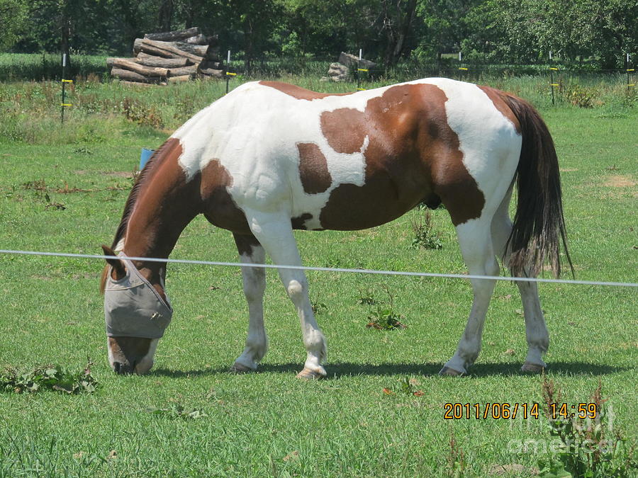 Brown And White Horse Photograph